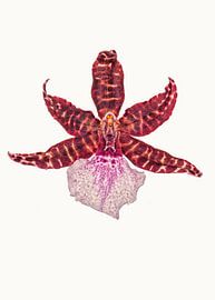 Cabinet de variétés_Bloom_05_Orchide sur Marielle Leenders