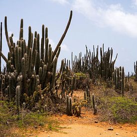Kakteen auf Bonaire von Ton van Buuren