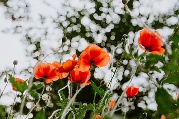 mohn von Huib Vintges