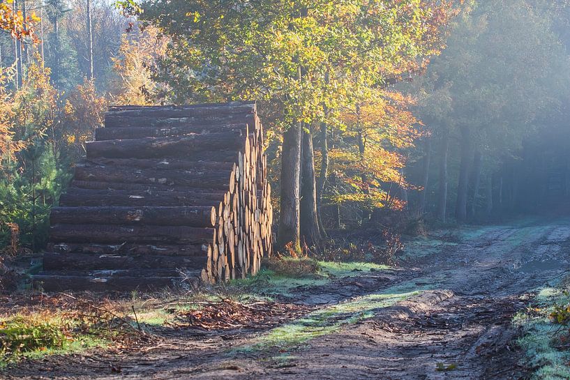 Speulderbos van Bert van Wijk