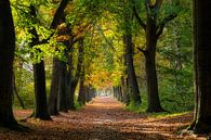 Mooie zonnige herfstdag in het bos van Bram van Broekhoven thumbnail