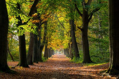 Mooie zonnige herfstdag in het bos