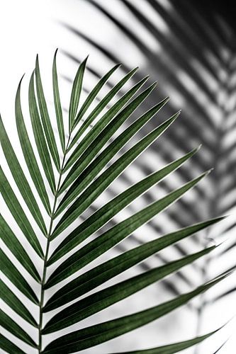Feuille de palmier d'un vert éclatant