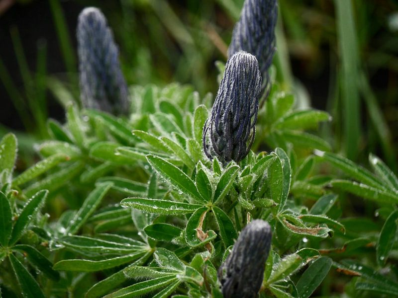 Lupines in de ochtenddauw van Judith van Wijk