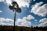 Boom op Heuvel in het Leersumse Veld, Leersum par John Verbruggen Aperçu