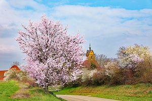 Frühling am Kaiserstuhl bei Niederrotweil