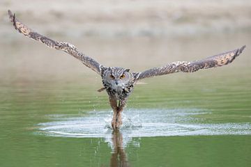 Owl fishing. by Larissa Rand