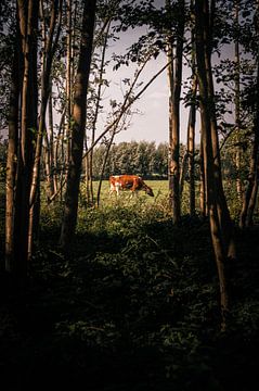 Zicht op de roodbonter koe van Tim Breeschooten