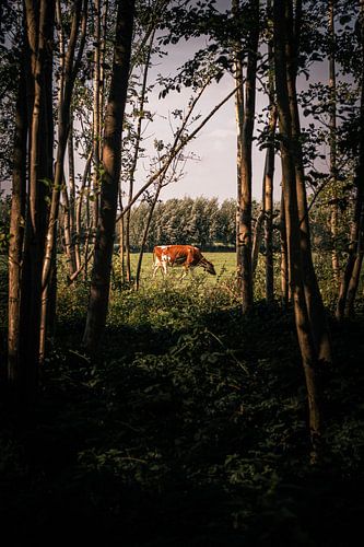 View of the red and white cow