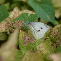 Der Schmetterling auf dem Blatt