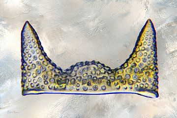 Royal Diatom van appie bonis