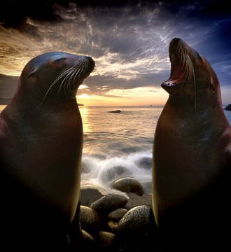 seals-and-stone-website