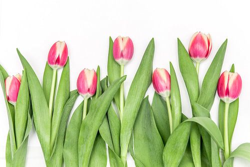 Roze tulpen op een rij