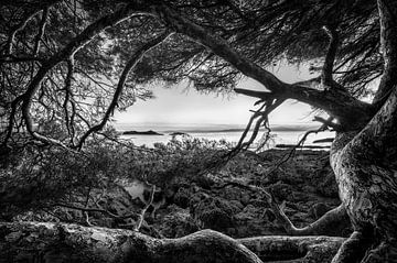 Oude boom bij de zee in de zonsondergang in zwart-wit. van Manfred Voss, Schwarz-weiss Fotografie