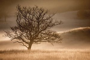 Einsamer Baum im Nebel von Linda Raaphorst