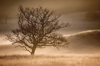 Solitary tree in mist