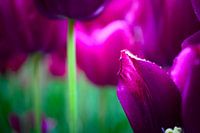 Tautropfen auf einer Tulpe