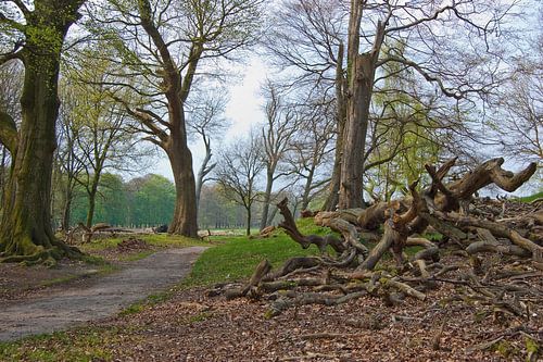 Kale bomen in het bos tijdens de herfst.