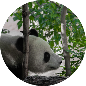 Prachtige vreedzame bamboe panda van bamboe van Michael Semenov