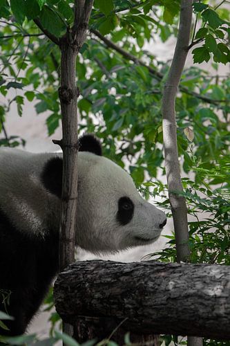 Prachtige vreedzame bamboe panda van bamboe