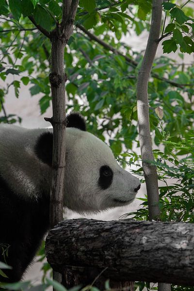 Beautiful Peaceful Bamboo Panda by Michael Semenov