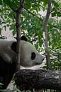 Beautiful Peaceful Bamboo Panda by Michael Semenov thumbnail