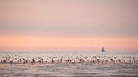 Birds on the Frisian mudflats