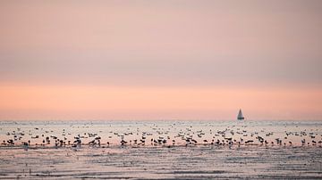 Vögel auf dem friesischen Wattenmeer