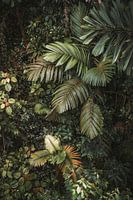 Feuilles du Costa Rica II