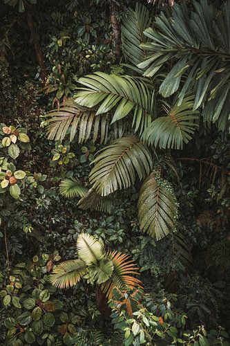 Leafs of Costa Rica II