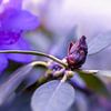 Blütenträume - Knospe vom Rhododendron von Gentleman of Decay