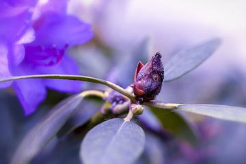 Bloesem dromen - Rhododendron knop van Gentleman of Decay