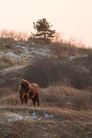 Wisents in Dünen auf der Kraansvlak von Süd-Kennemerland von Jeroen Stel