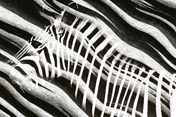 Zebra in Abstract by Arjen Roos