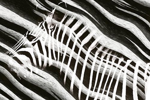 Zebra in Abstract