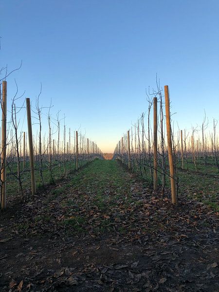 Vignes par tania mol