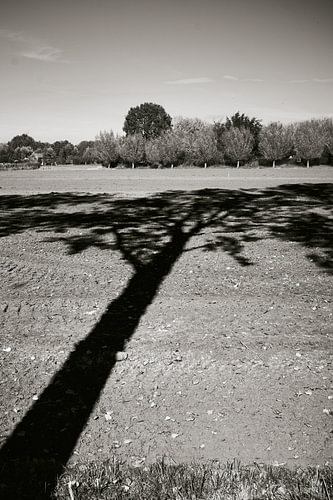 Tree of Life, Stichtse Vecht