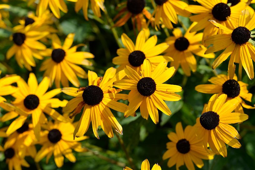 Gele bloemen van Truckpowerr