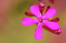 Purple or Pink? sur Carmen Fotografie