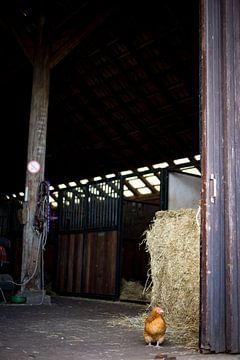 Kip op de boerderij