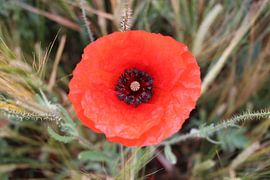 Rode papaver 3 van Helmut Martin - the art of stone - Steinkunst & Photographie
