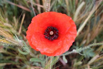 Roter Mohn 3
