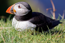 Macareux moine (Fratercula arctica)