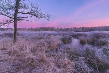 Zeegser Duinen van P Kuipers