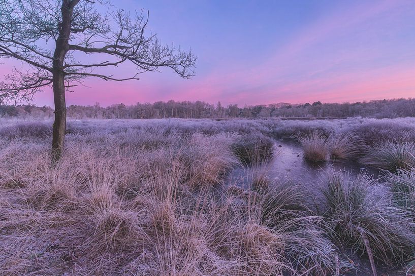 Zeegser Dünen von Peter Kuipers