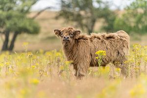 Schottisches Highlander-Kalb auf der Heide.