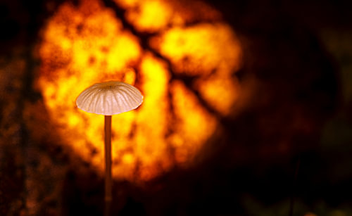 Mushroom time!