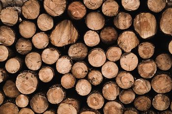 Pile of wood on the Veluwe