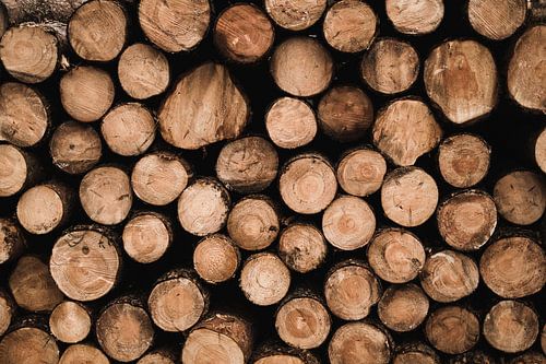 Pile of wood on the Veluwe