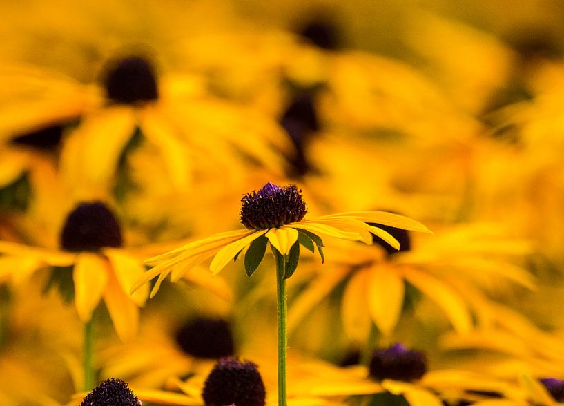 Endless Yellow by Janneke Aleven
